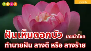 ฝันเห็นดอกบัว | ทำนายฝันอย่างละเอียด พร้อมเลขนำโชค